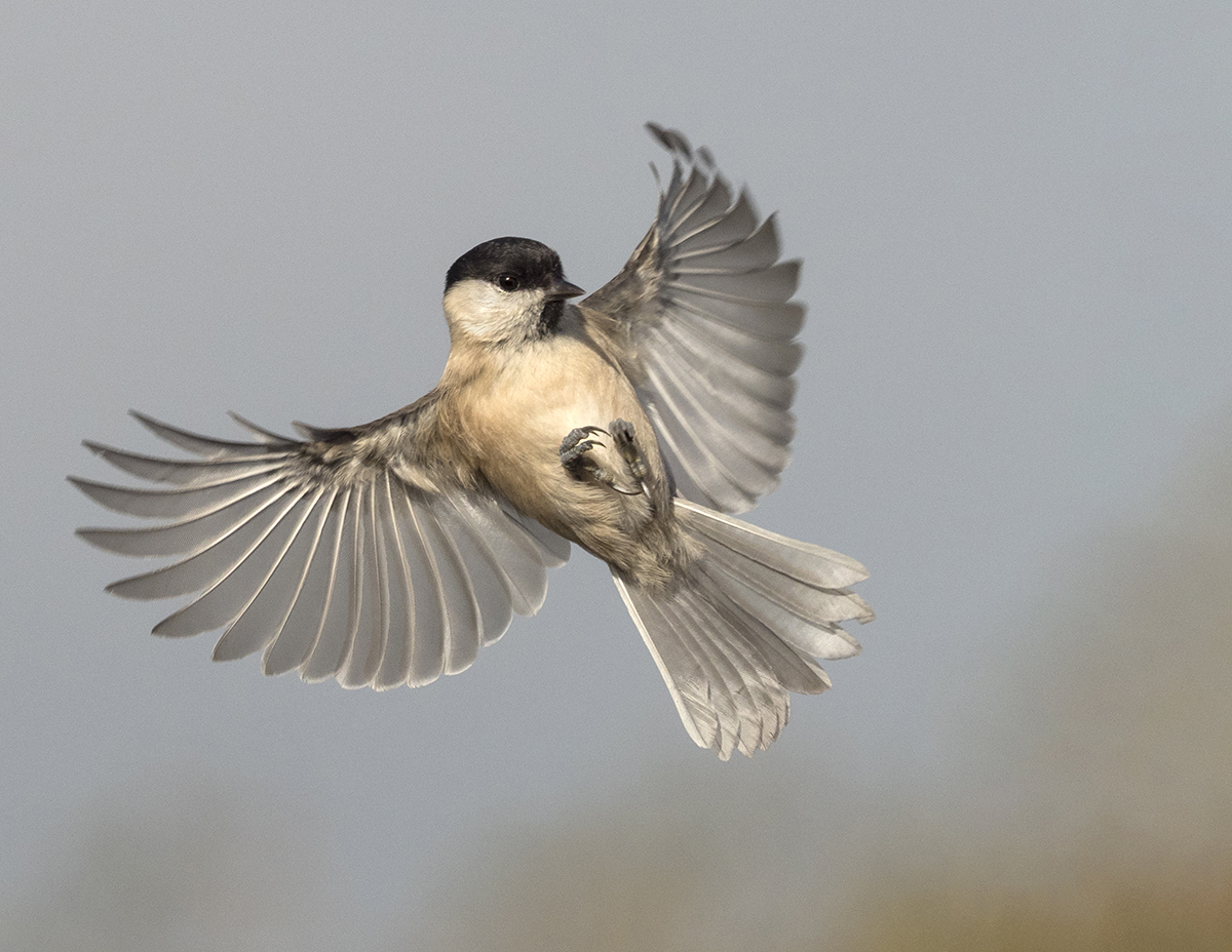 Lee Tit